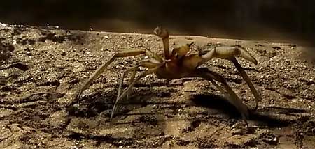 Film Review: Camel Spiders (2011) | HNN