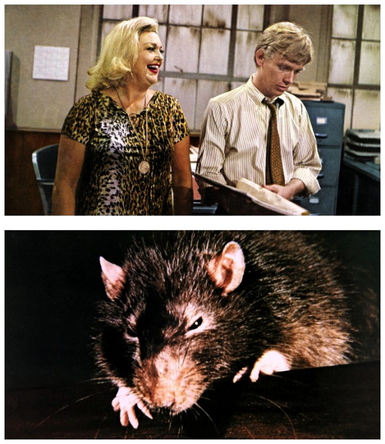Film Review: Willard (1971) HNN Film Review: Willard (1971) HNN