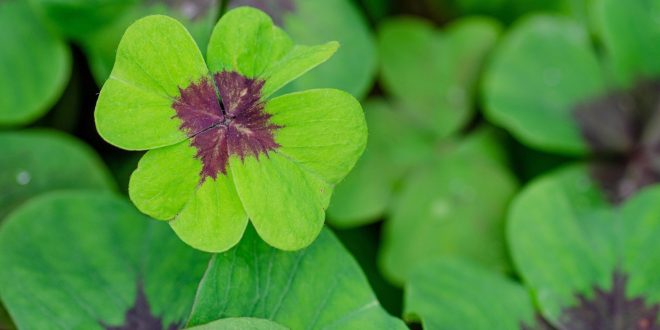 Why Humans Keep Believing in Luck and Curses